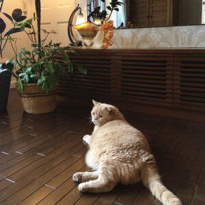 写真：